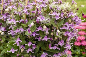 Clematis 'Stand By Me Pink' New 2024